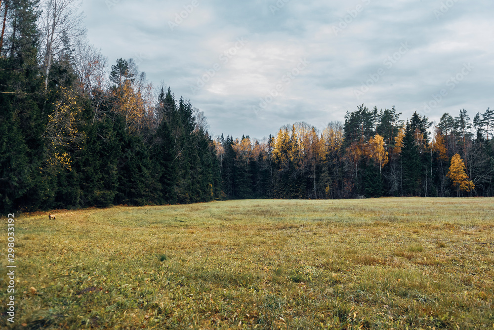 Red fox in the forest during autumn season.