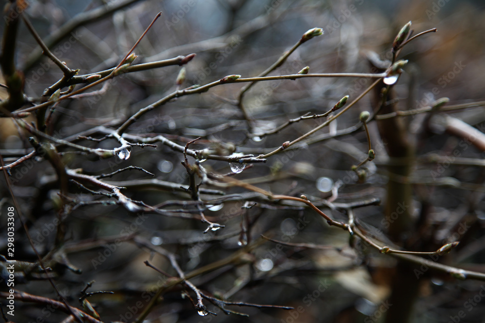 Baum Zweig mit regen Tropfen im Herbst 