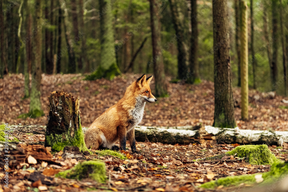 Fototapeta premium Red fox in the forest during autumn season.