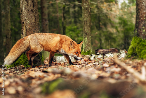 Fototapeta Naklejka Na Ścianę i Meble -  Red fox in the forest during autumn season.