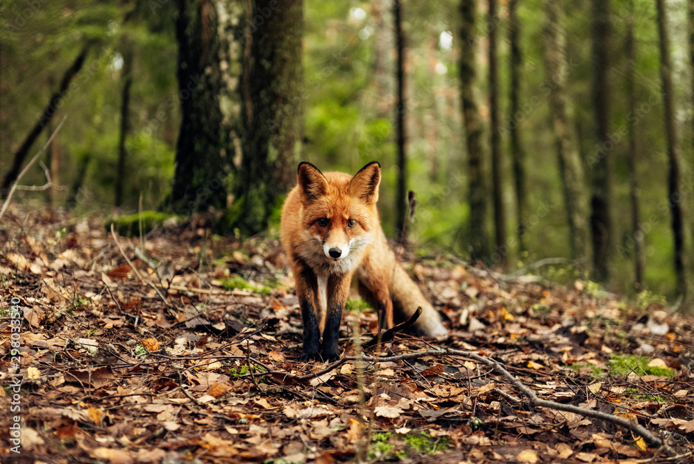 Red fox in the forest during autumn season. Red fox in the forest during autumn season.