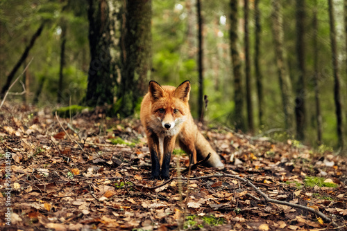Obraz na plátně Red fox in the forest during autumn season.