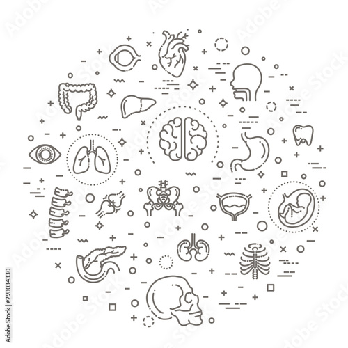 Set of vector line icons of anatomy