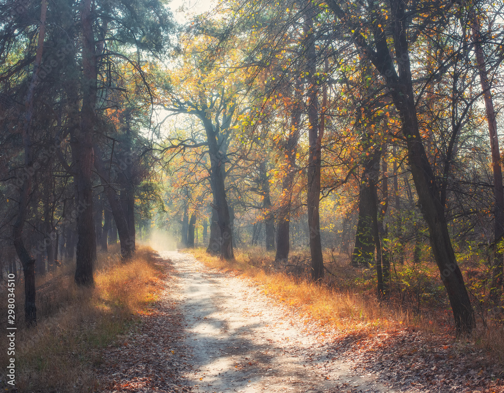 Picturesque footpath through foggy autumn forest