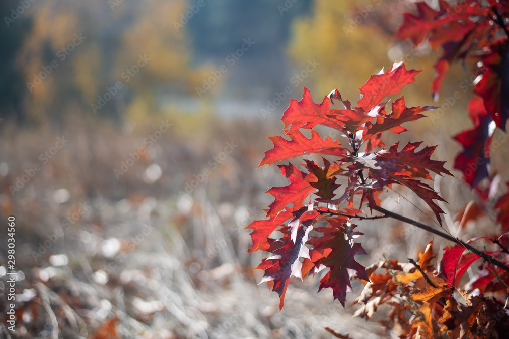 Red autumn leaves on yellow nature background Red autumn leaves on yellow nature background