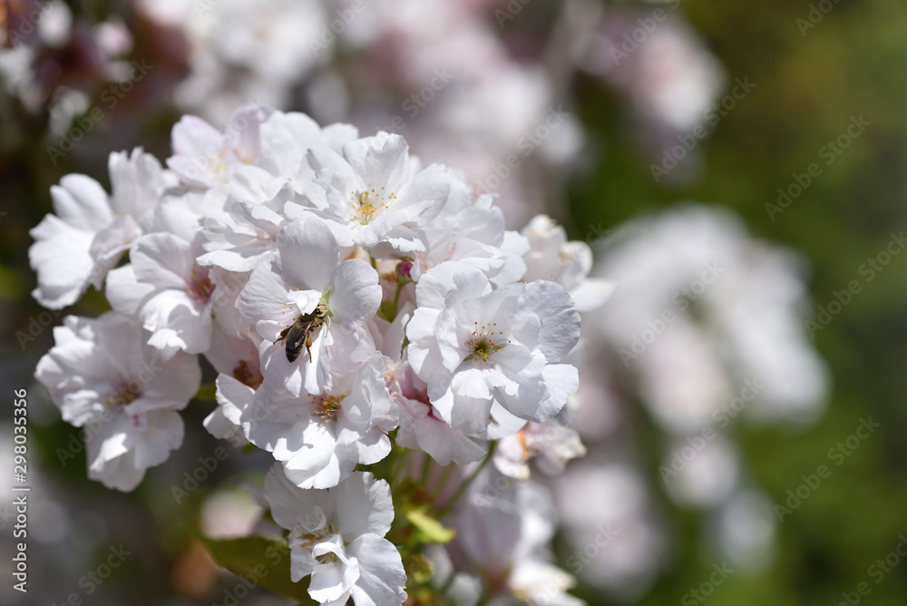 Beautiful and large flowers of sweet cherry closeup and a bee that collects nectar Beautiful and large flowers of sweet cherry closeup and a bee that collects nectar