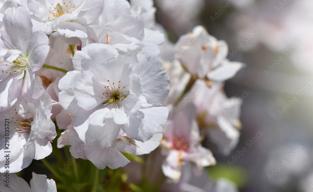 Fototapeta premium Beautiful and large flowers of sweet cherry closeup, macro