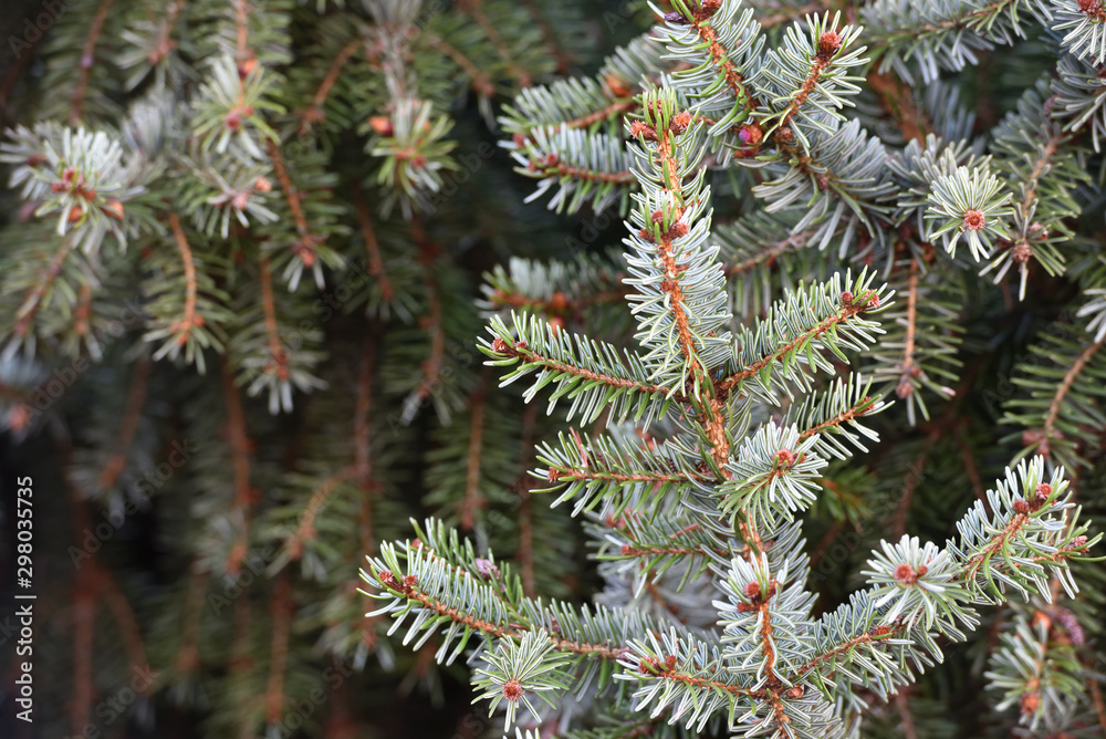 Branches of young fresh spruce branches close up Branches of young fresh spruce branches close up