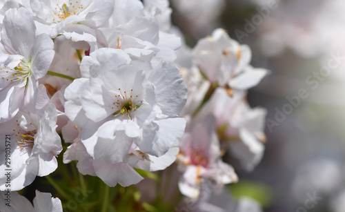 Beautiful and large flowers of sweet cherry closeup, macro