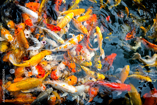 Abstract Blurred background of fancy Carp fish pond and refraction from sunlight.Beautiful koi fish swimming in the pond.