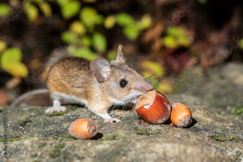 Süsse Maus beim Schlemmen