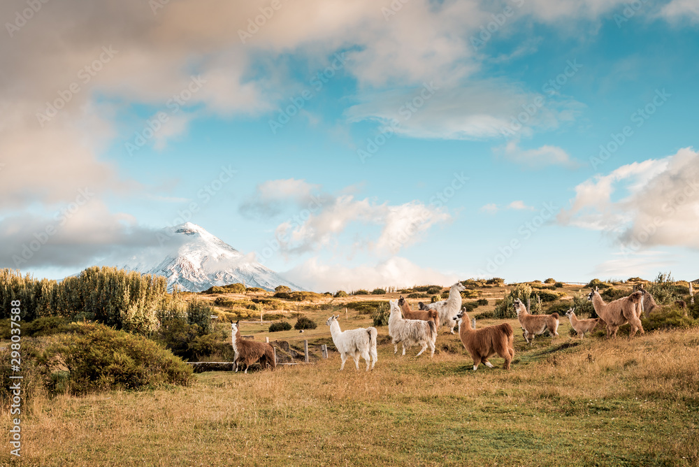 Lamas and Alpakas standing in grasslands of the Cotopaxi National Park, behind them the Cotopaxi volcano with snowy peak, idyllic setting of Ecuador, South America