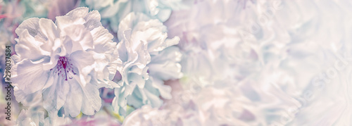 Beautiful sakura flower cherry blossom panorama background. Soft focus. Greeting gift card template. Pastel vintage toned image. Nature panoramic abstract. Copy space. Shallow depth