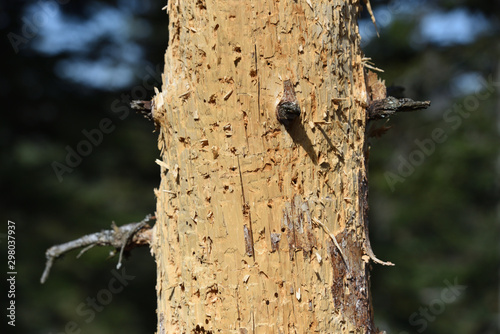 An old rotten spruce trunk, in which many worms lived and a woodpecker pulled them out. Rotten tree trunk in the forest photo