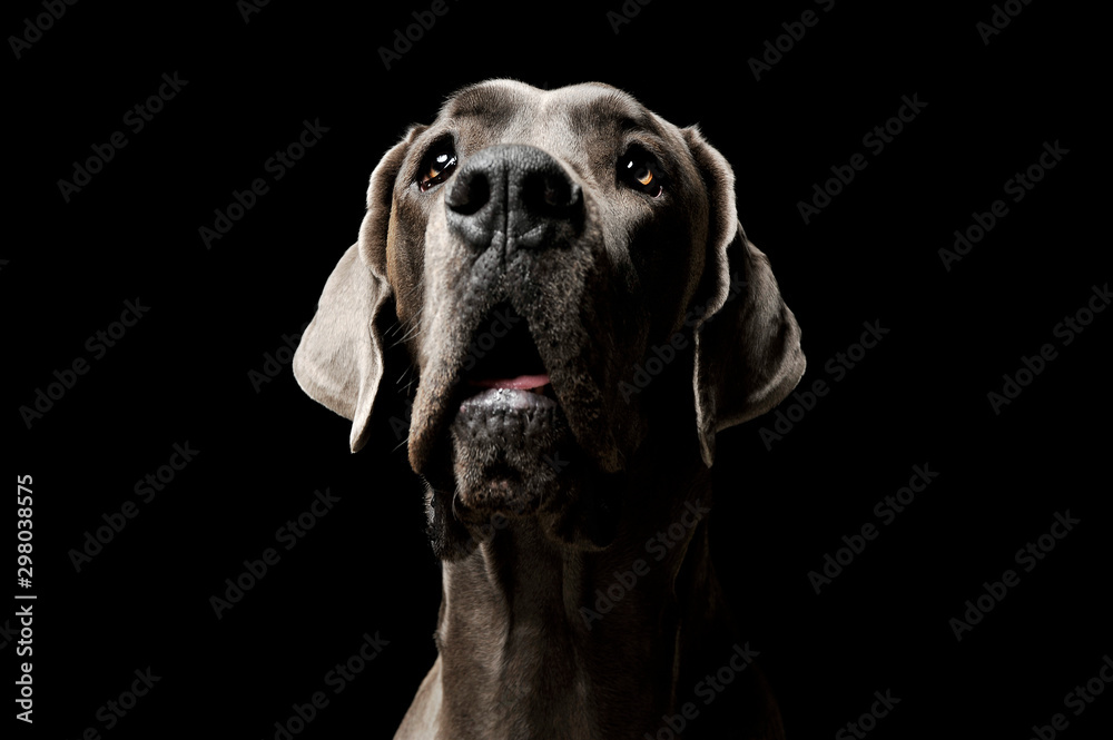 Portrait of an adorable Deutsche Dogge looking up curiously