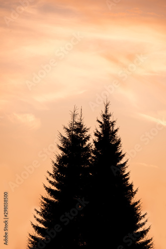 Tableau sur toile Silhouette of a large spruce against the sunset colorful sky.