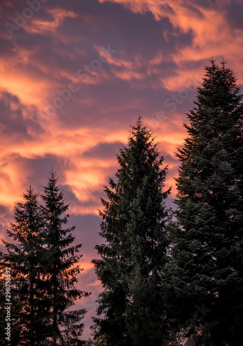 Silhouette of a large spruce against the sunset colorful sky.