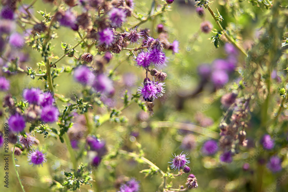 Obraz premium Beautiful purple thistle flower. . Flowering medicinal plants thistle.