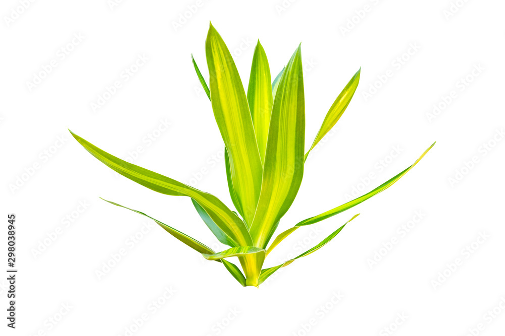 Obraz premium Green Croton leaves isolated on white background.Fresh Croton leaves