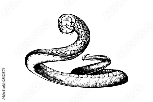 Snake sketch, outline head portrait white isolated