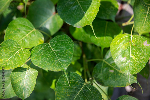 Pipal tree green leaves with sunlight on sunny day photo