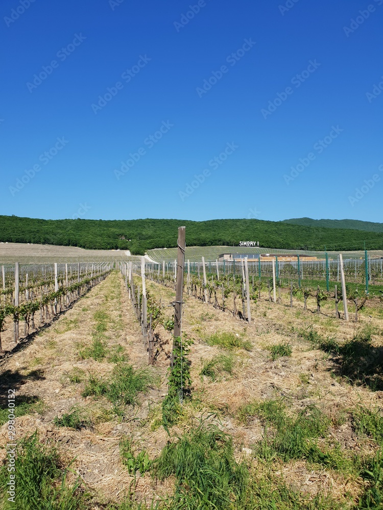 Landscape of vineyard in summer