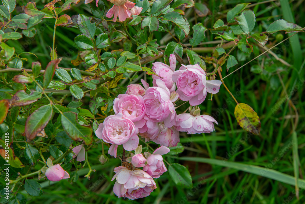 Fototapeta premium A group of tiny pink roses in autumn