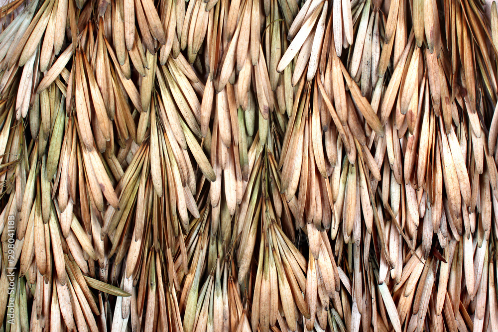 Dried seeds of ash tree (Fraxinus excelsior). Samara fruits known as ...