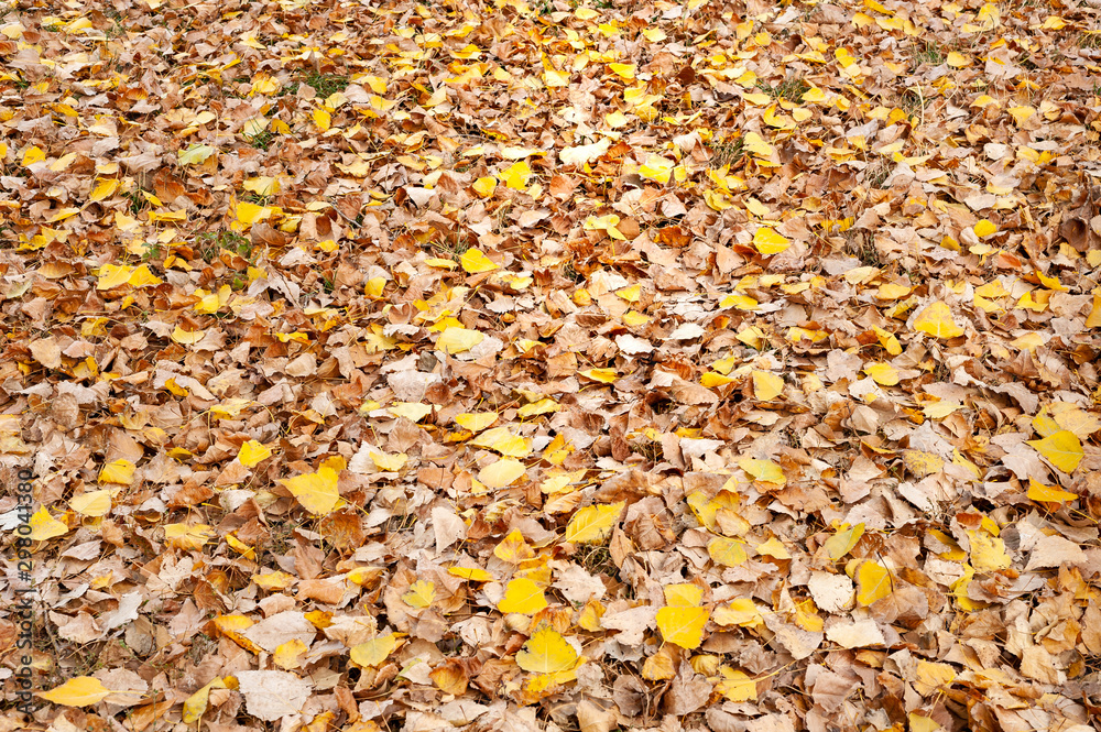 Autumn background with fallen foliage. Autumn background with fallen foliage.