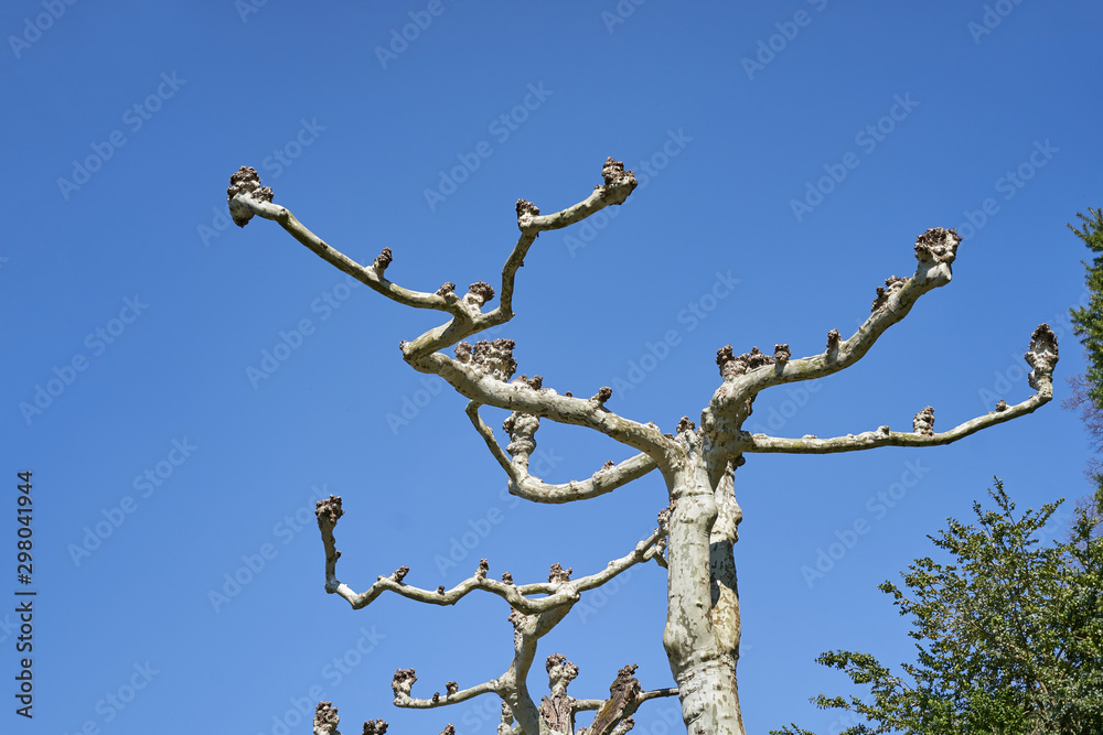 Unusual and curved branches of a beautiful platanus tree in Europe, against a blue and bright sky Unusual and curved branches of a beautiful platanus tree in Europe, against a blue and bright sky