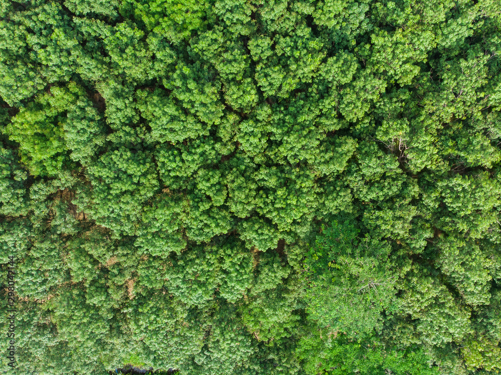 Aerial view green tree  tropical rainforest