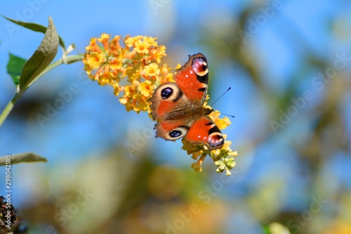 Peaccock butterfly on yellow buddleia in autumn