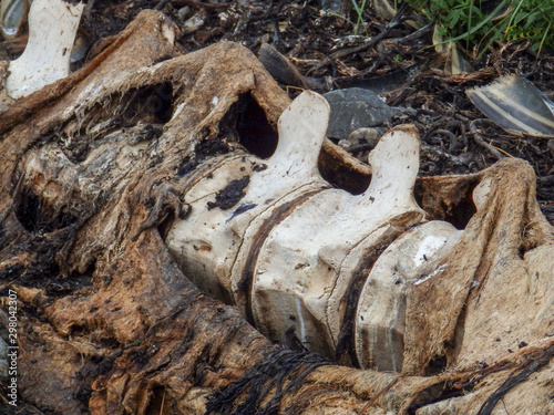 picture with old whale bones on the seashore