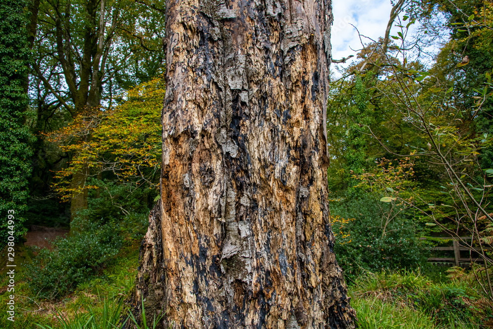 Close up of a weathered tree trunk in autumn