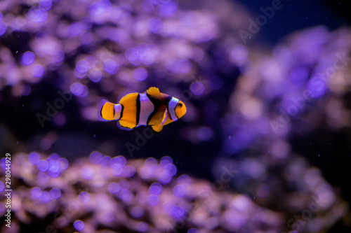 Blurred the Ocellaris Clownfish in marine aquarium.Orange nemo clown fish.
