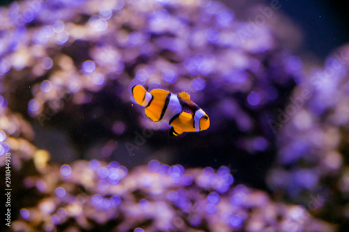 Blurred the Ocellaris Clownfish in marine aquarium.Orange nemo clown fish. 