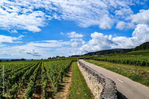 French Vineyards