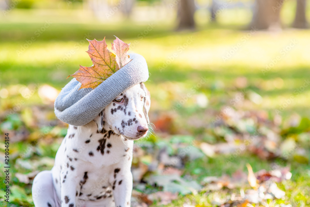 Dalmatian puppy wearing a warm hat in autumn park looking away on empty space