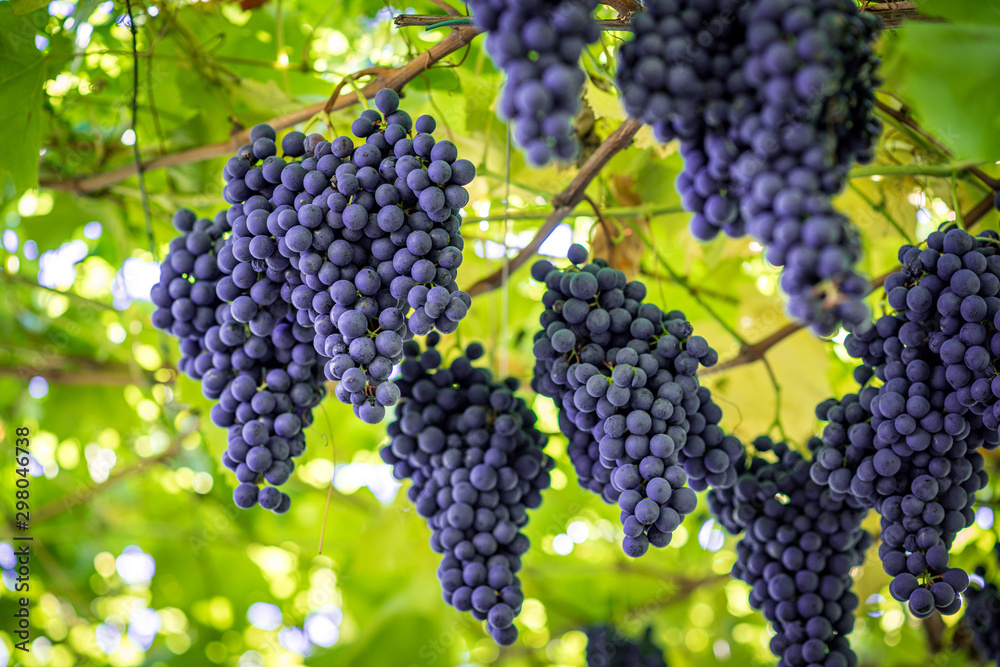 üppige saftige große, blaue Weintrauben, Trauben hängen, Weinrebe blau an der Pflanze am Weinstock