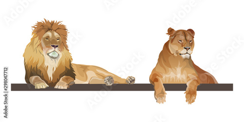 Lion and lioness lying together, realistic vector