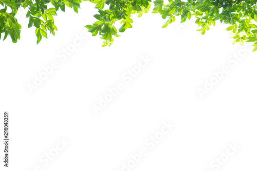 Fresh green spring for the top border on white background for decoration. Copy space for characters.