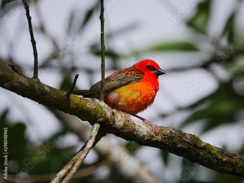 Red bird perching on tree branch
