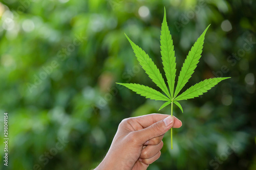 CBD Concept. Marijuana leaves in the hands of men on natural backgrounds.