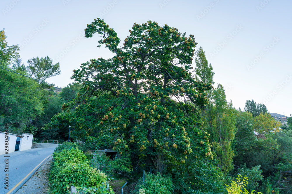 A century-old chestnut tree in the city of Capileira A century-old chestnut tree in the city of Capileira