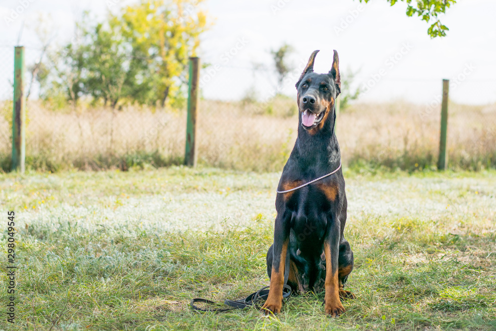 Photo of different breeds of dogs in nature Photo of different breeds of dogs in nature
