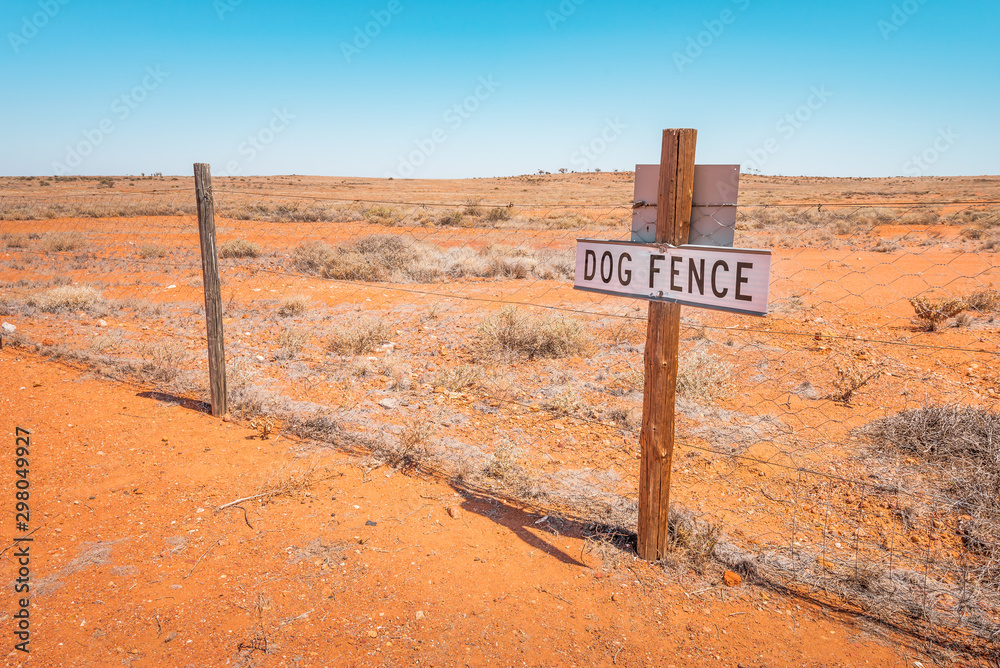 Dingo Wild Dogs wander around Uluru's Ayers Rock, near the campground