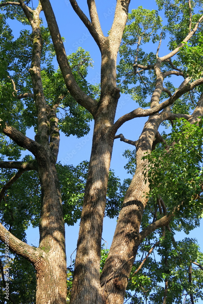 Fototapeta premium 公園の楠と青空