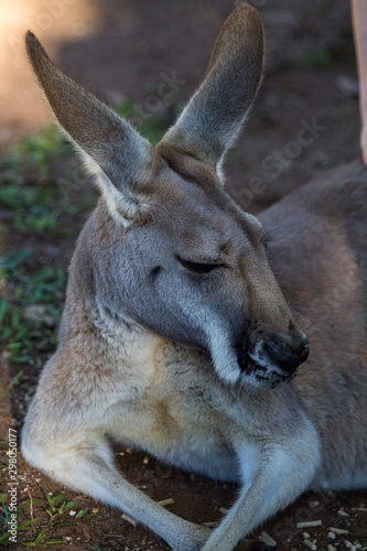Grey Kangaroo 