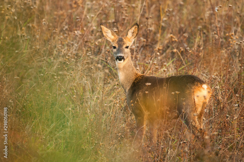 Roe deer standing on meadow © Creaturart