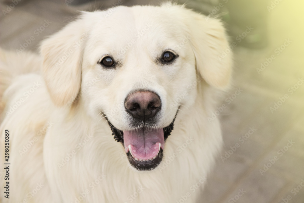 happy dog breed Labrodor, light fawn. on a light background, close-up, selective focus, soft bluer happy dog breed Labrodor, light fawn. on a light background, close-up, selective focus, soft bluer
